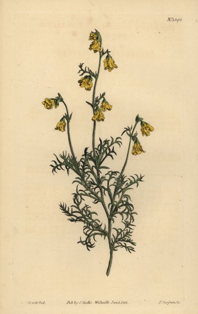 Hermannia confusa (Fine-leaved hermannia) by Unbekannt