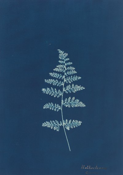 Hothocleana, c. 1850s by Unbekannt