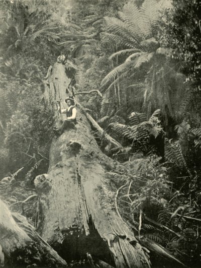 How Are The Mighty Fallen, 1901 by Unbekannt