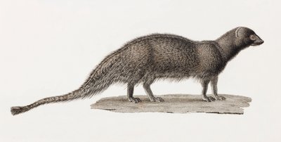 Ichneumon Mongoose by Unbekannt