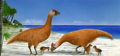 Illustration/Sylviornis neocaledoniae by Unbekannt