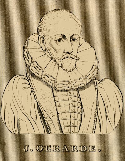 J. Gerarde by Unbekannt