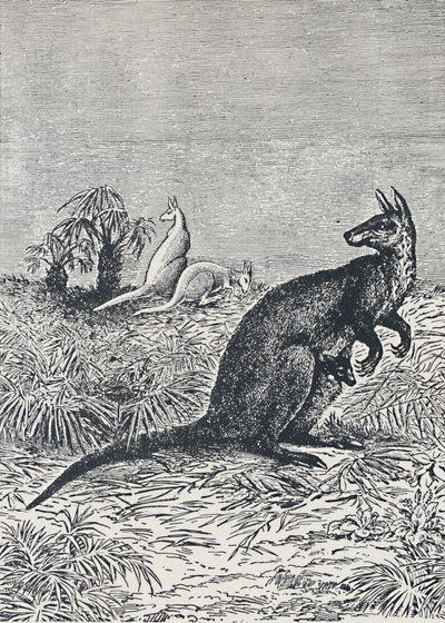 Kangaroo by Unbekannt