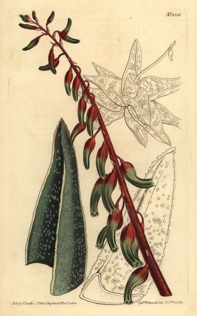 Keeled gasteria by Unbekannt
