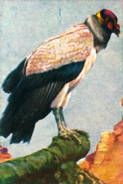 King Vulture, c. 1928 by Unbekannt
