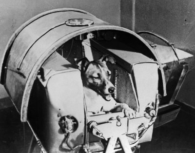 Laika, Russian Cosmonaut Dog, 1957 by Unbekannt