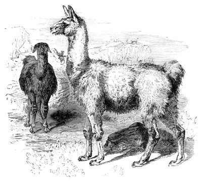 Llamas by Unbekannt