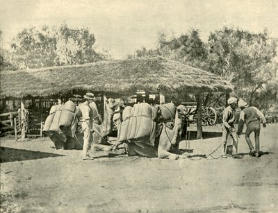 Loading Camels on an Australian Station by Unbekannt