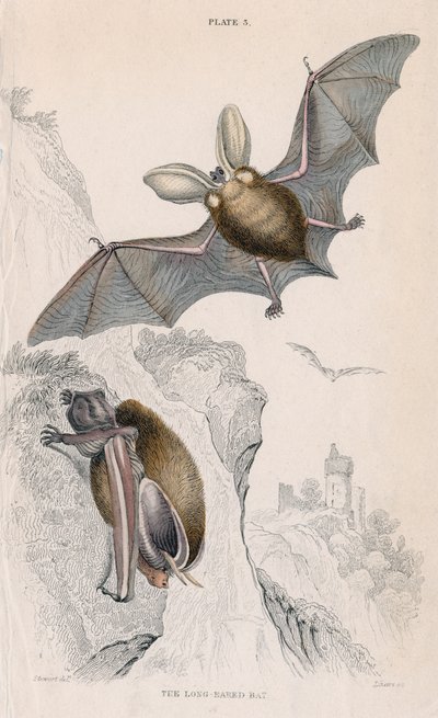 Long-Eared Bat Plectorus Auritus by Unbekannt