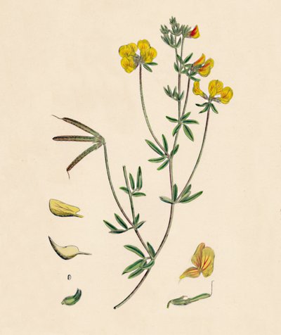Lotus tenius. Slender Birds-foot Trefoil by Unbekannt