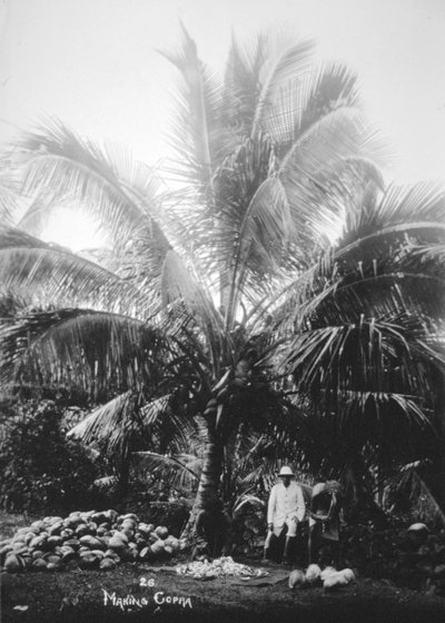 Making Copra, Solomon Islands, Fiji by Unbekannt
