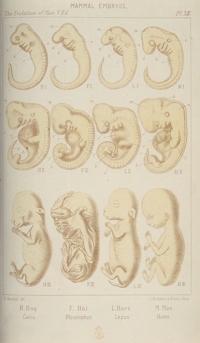 Mammal Embryos by Unbekannt