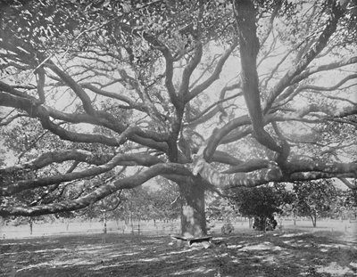 Mammoth Live Oak, near Jacksonville, Florida by Unbekannt