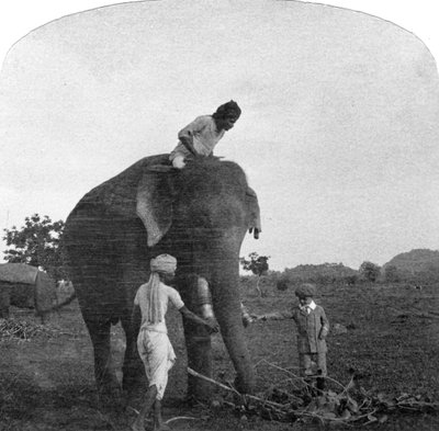 Master Ekbal Feeding an Elephant, India by Unbekannt