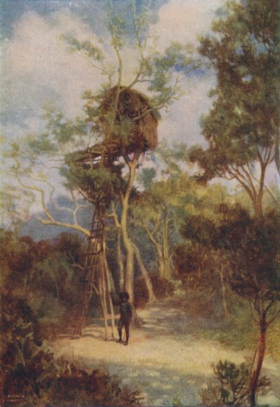 Melanesian Tree-House by Unbekannt