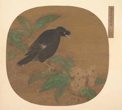 Minah Bird on a Loquat Branch by Unbekannt