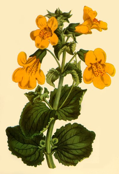 Monkey-Flower by Unbekannt