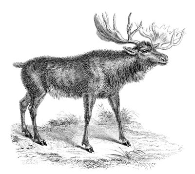 Moose Deer by Unbekannt