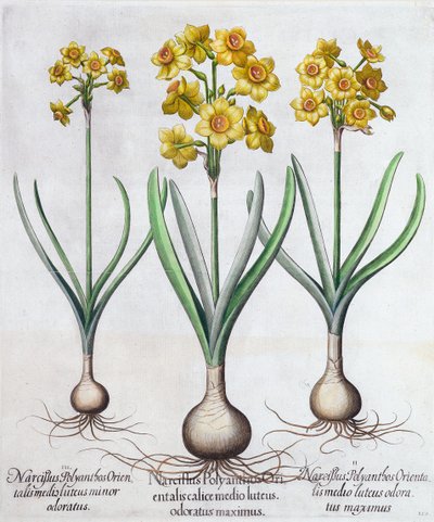 Narcissus by Unbekannt