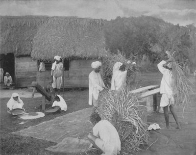 Native labourers Preparing Rice in Jamaica, c1890 by Unbekannt
