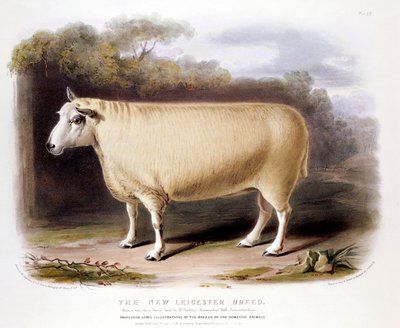 New Leicester Dishley Ram by Unbekannt