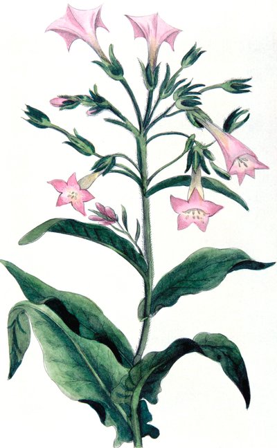 Nicotiana tabacum - tobacco plant, 1823 by Unbekannt