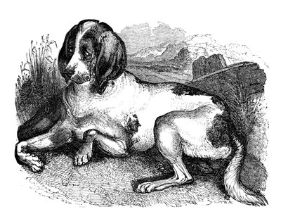 Old English Hound by Unbekannt