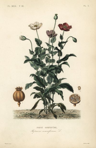 Opium poppy by Unbekannt