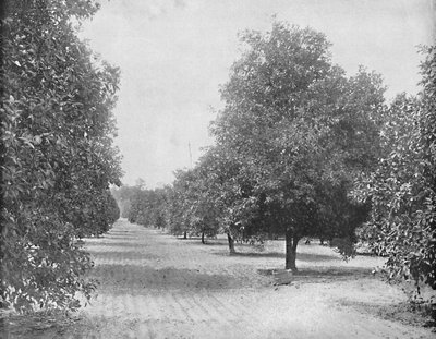 Orange Grove, Seville, Florida, c1897 by Unbekannt
