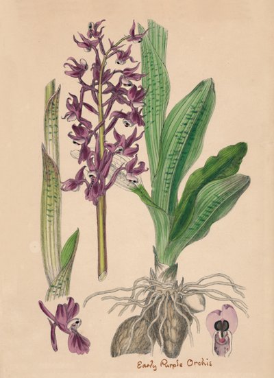 Orchis mascula. Early purple Orchis by Unbekannt