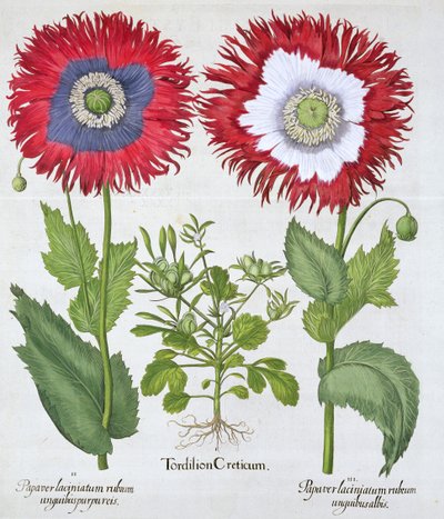 Ornamental Poppies by Unbekannt