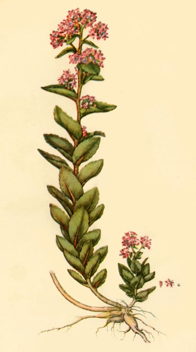 Orpine by Unbekannt