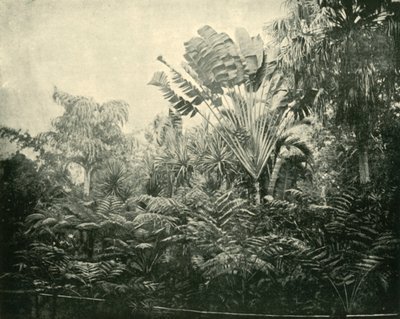 Palm and Fern Island, Botanic Gardens, Brisbane by Unbekannt