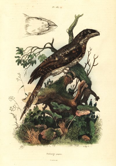 Papuan frogmouth, Podargus papuensis by Unbekannt