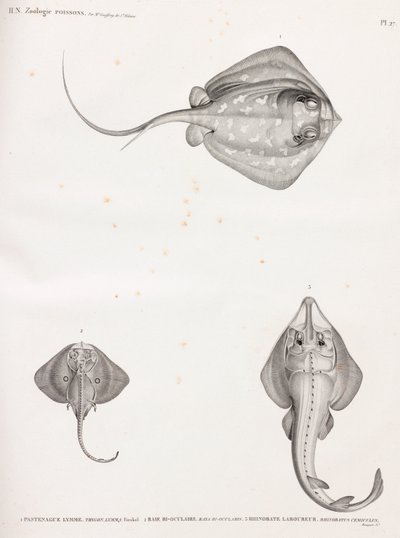 Lymme Stingray by Unbekannt
