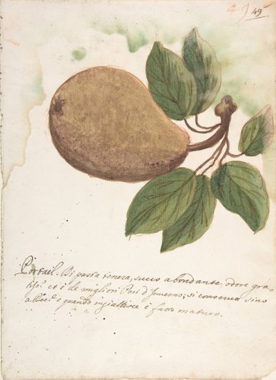Pear by Unbekannt