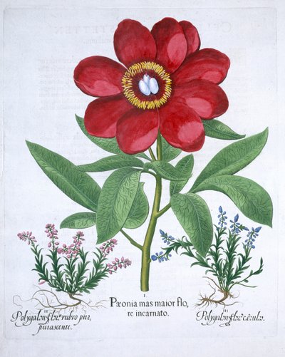 Peony and Two Polygalons by Unbekannt