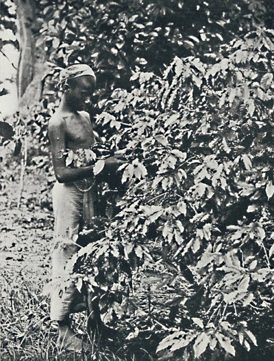 Picking Coffee by Unbekannt