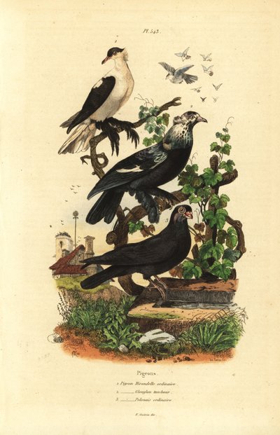 Pigeon Varieties: Hirondelle, Glouglou Tambour, Polonais by Unbekannt