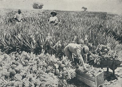 Pine-Apple Plantation by Unbekannt