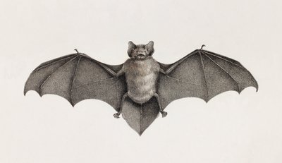Pipitrelle Bat, Bats in Egypt by Unbekannt
