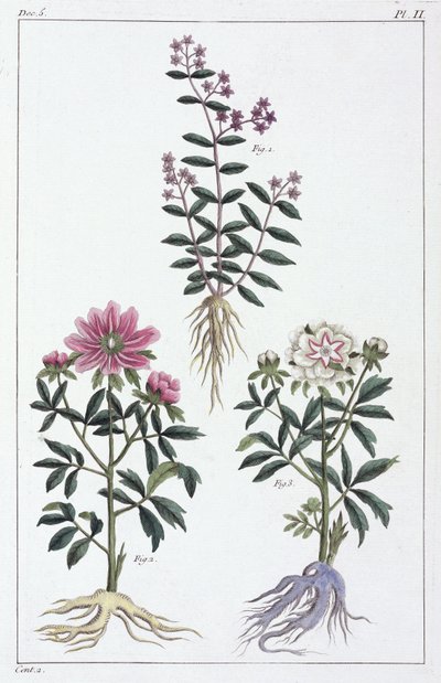 Medicinal Plants, China by Unbekannt