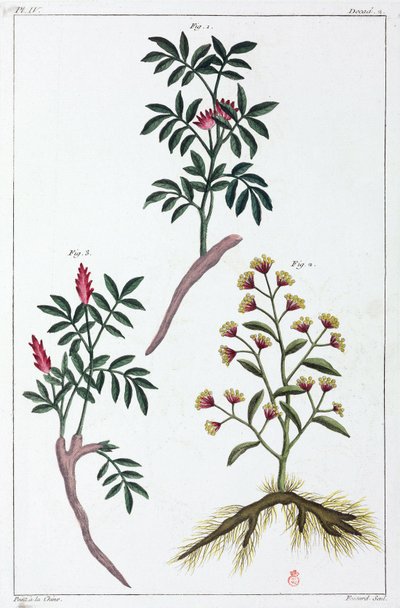 Medicinal Plants, China by Unbekannt