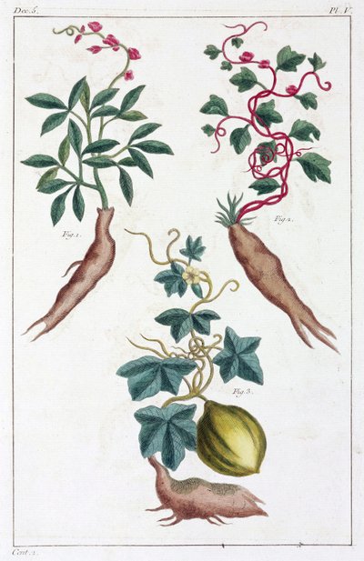Medicinal Plants, China by Unbekannt