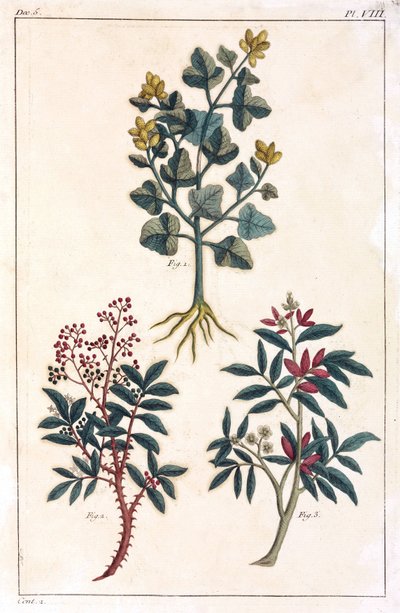 Medicinal Plants, China by Unbekannt