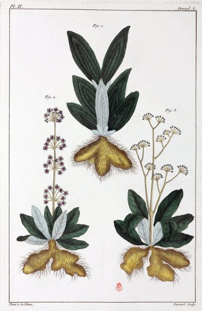 Medicinal plants, China by Unbekannt