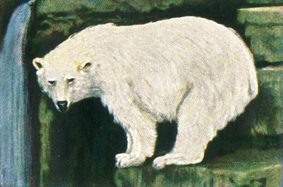 Polar bear from Spitzbergen, c1928 by Unbekannt