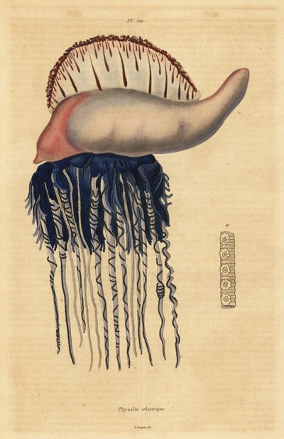 Portuguese man-of-war, Physalia physalis by Unbekannt