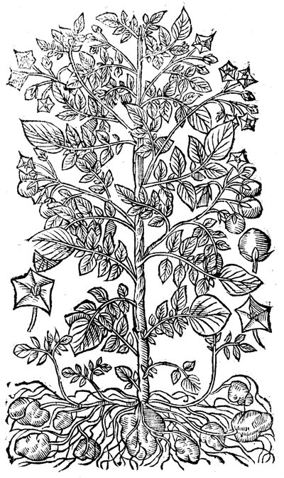 Potato, 1640 by Unbekannt