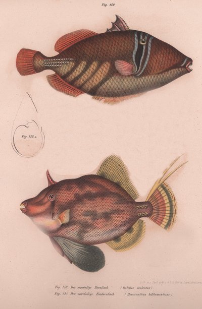 Prickly Hornfish Batistes Aculeatus, Monacanthus Bifilamentosus by Unbekannt